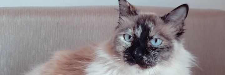 moralesvale0's profile banner image