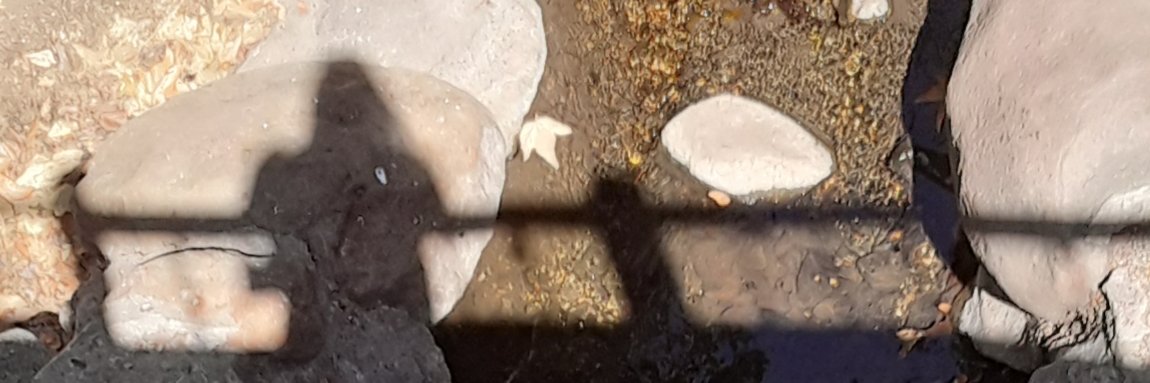 🌻🌳Lady Stephanie.☀️👏🎈🐍 banner