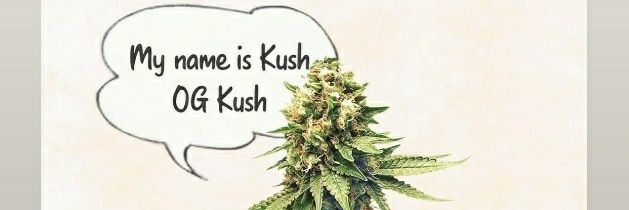 MyNameIsOGKUSH's profile banner image