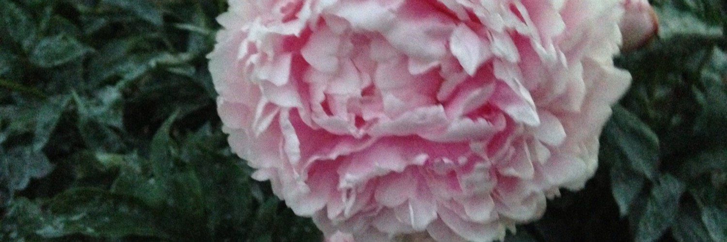 Karen1635's profile banner image