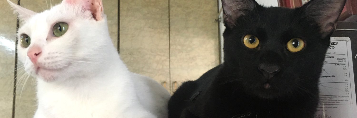 lycacheesestick's profile banner image