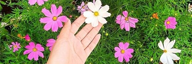 widiol_wid's profile banner image