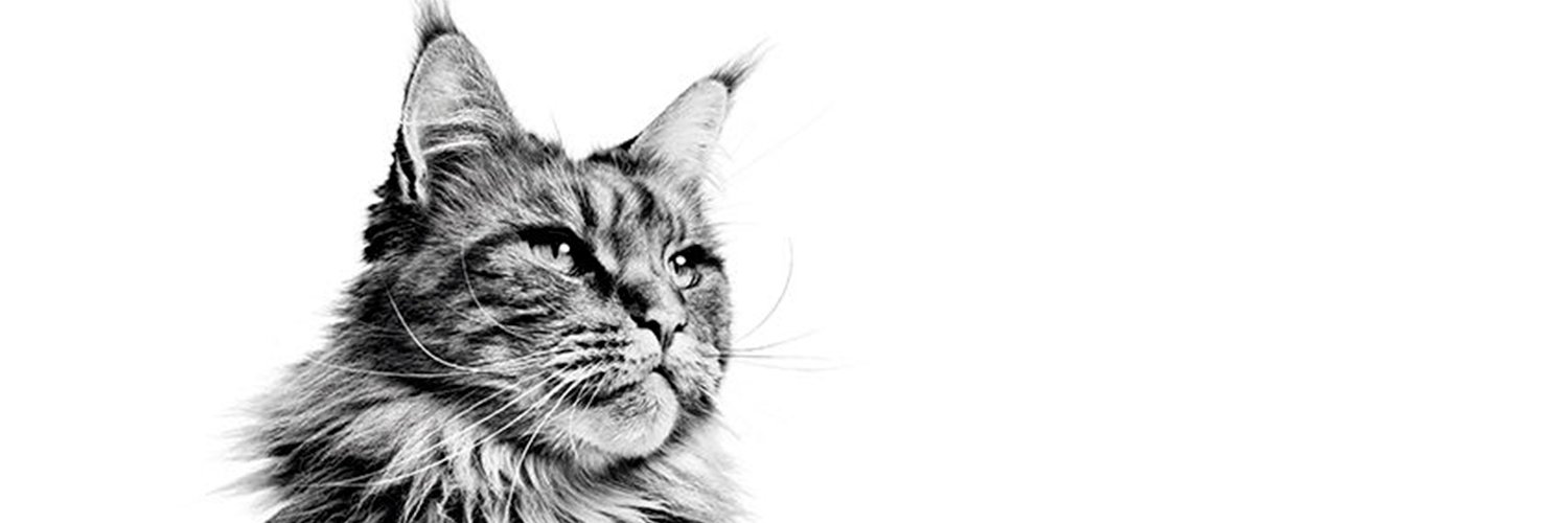 RoyalCanin_Es's profile banner image