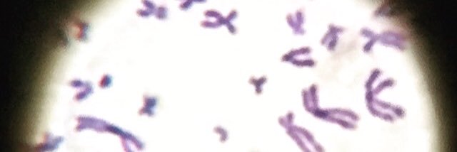 Rebecca LeBard banner