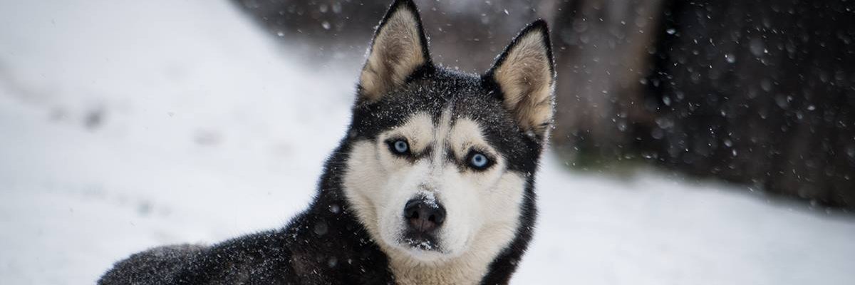 sputim banner