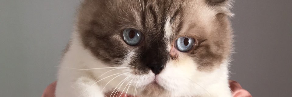 𝑨𝑳𝑴𝑶 ▼ •̀ ᴥ •́ ▼ banner