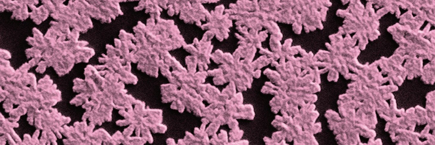 応用物理学会 banner