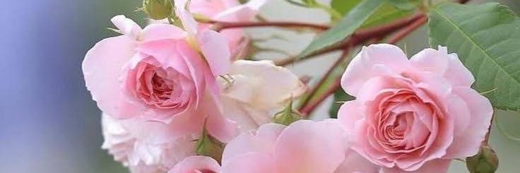 fatmaydin_06's profile banner image