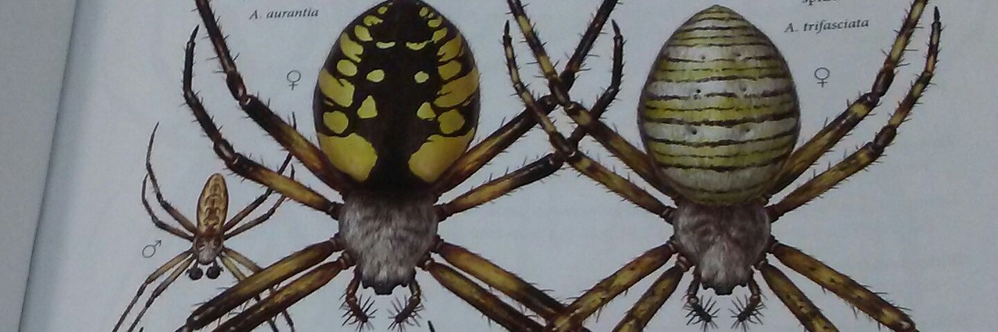 HomeForSpiders's profile banner image