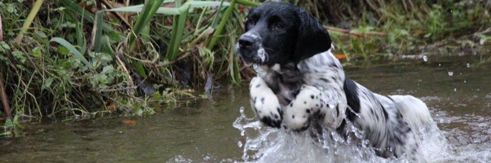 bemorespaniel's profile banner image