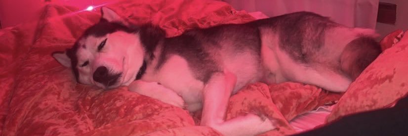 🧚🏼✨bailey ✨🧚🏼 banner