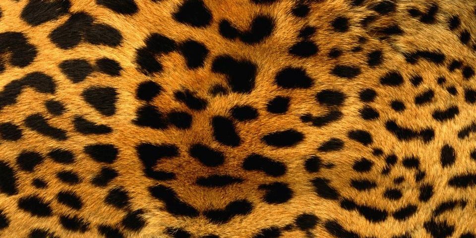 GScollen's profile banner image
