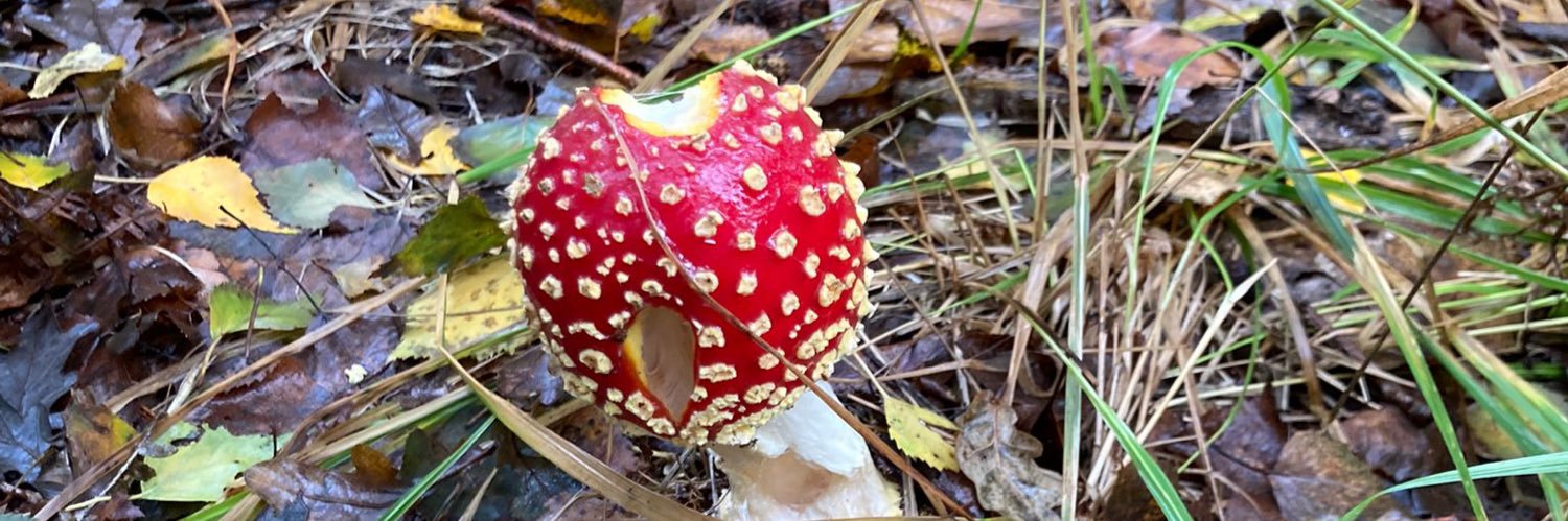 anne-marie russac banner