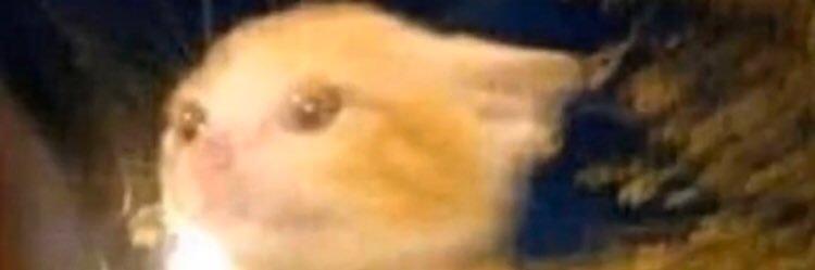 Catiecat1004's profile banner image