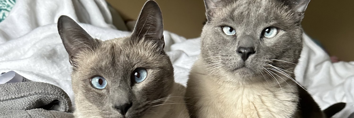 karlee feldman banner