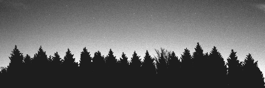 миша волки banner