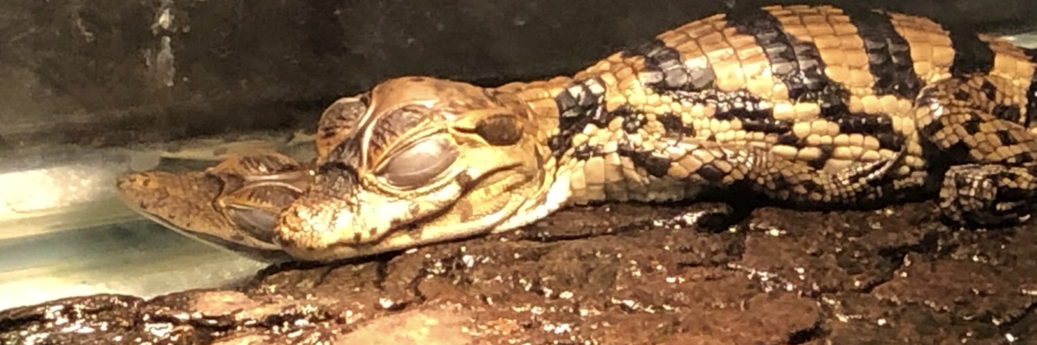 蒼桜（アオイ） banner