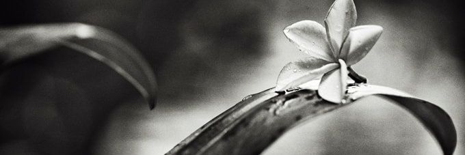 CatPandBlond's profile banner image