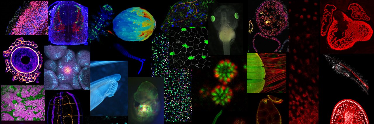 SFBD-BioDev's banner