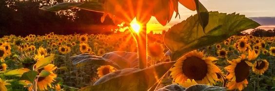 beatrizangale's profile banner image