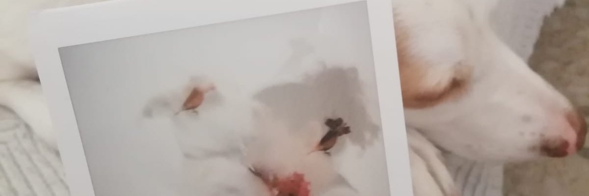 ClaaaaireRiot's profile banner image