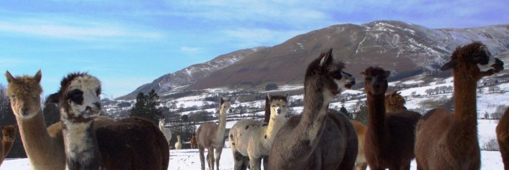 WhyNotAlpacas's profile banner image