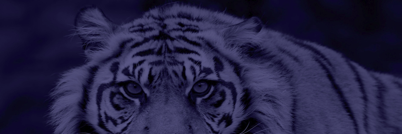 TigressFP's profile banner image