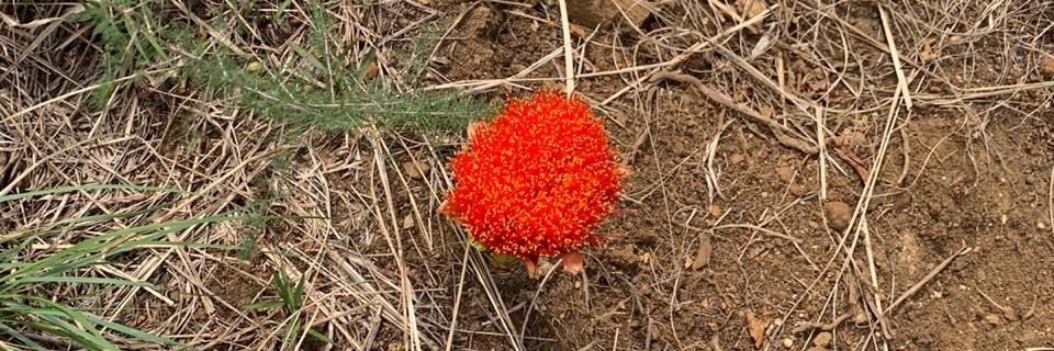 Cara Mia 💞💕 banner