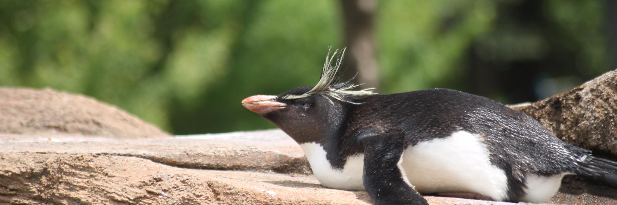 かざまっくす𝕏 banner