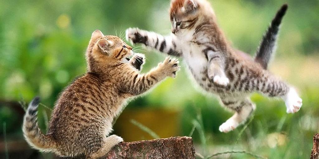 cutiestkittens's profile banner image