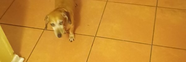 ApplePasta Profile Banner