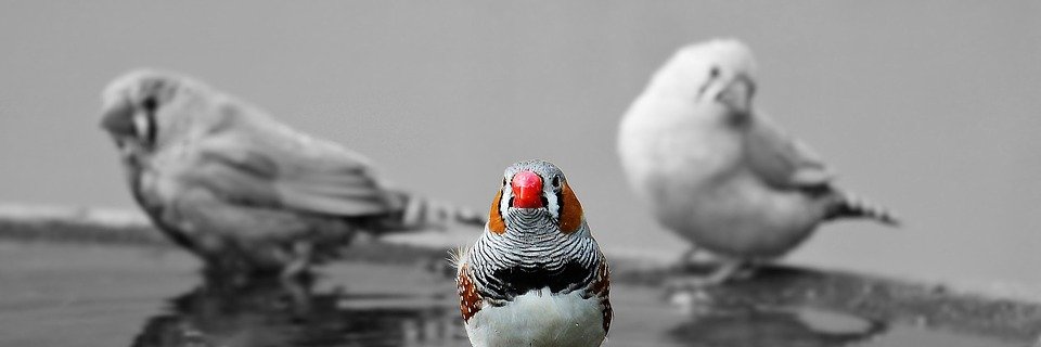 QueteDeNature's profile banner image
