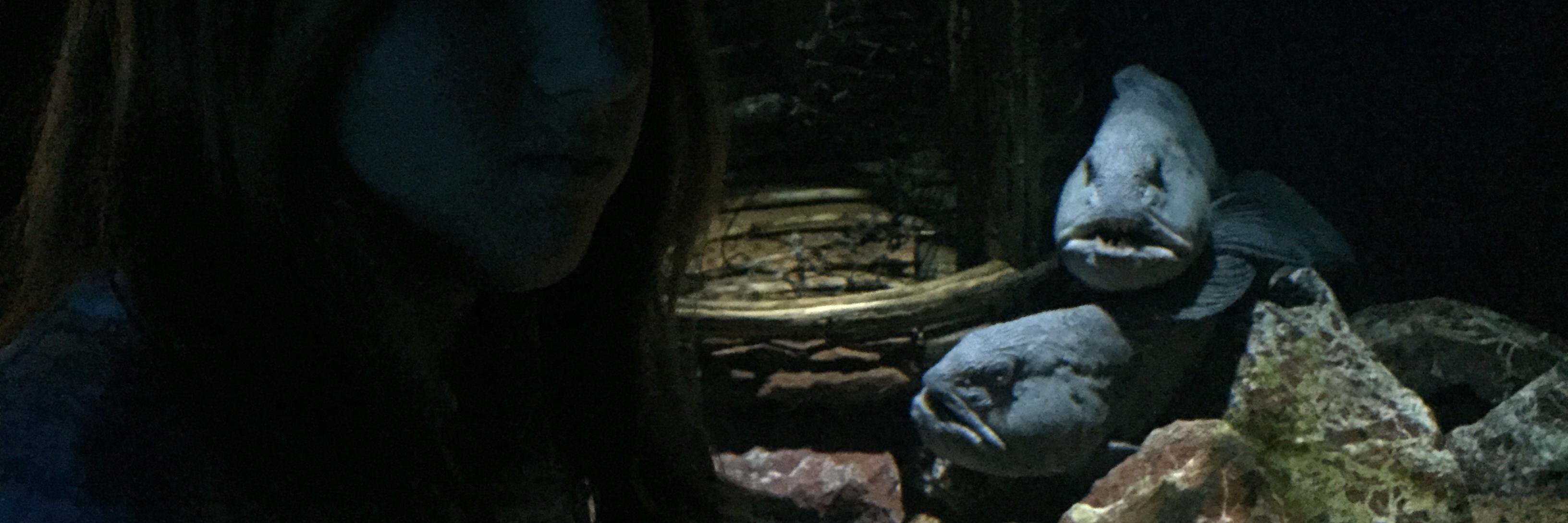 giserella's profile banner image