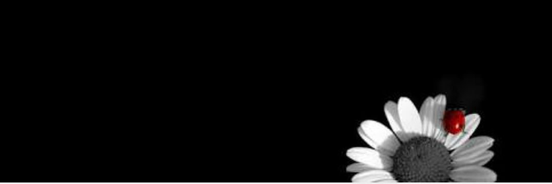 Quiet0635's profile banner image