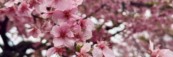 sison_pau Profile Banner