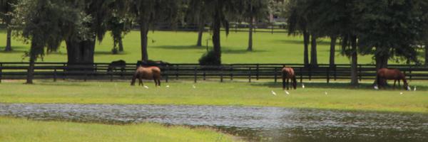 ocalafeed Profile Banner