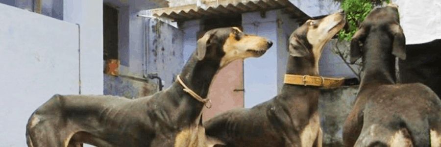 Bulletvikki's profile banner image
