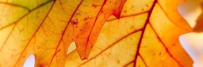 SuzEJack's profile banner image