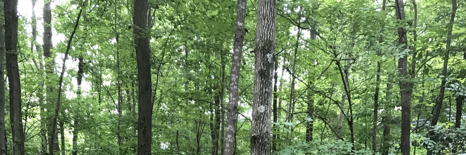 HollyWPotter's profile banner image