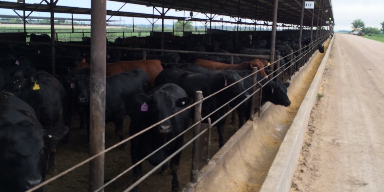 cattletrade's profile banner image
