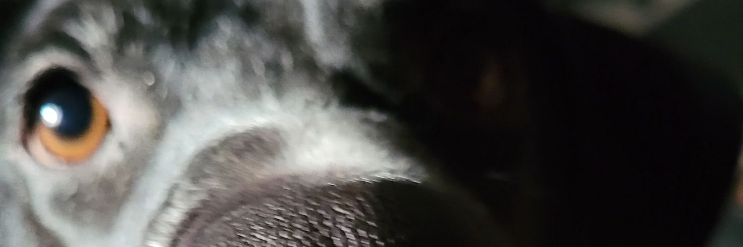 piwi_d's profile banner image