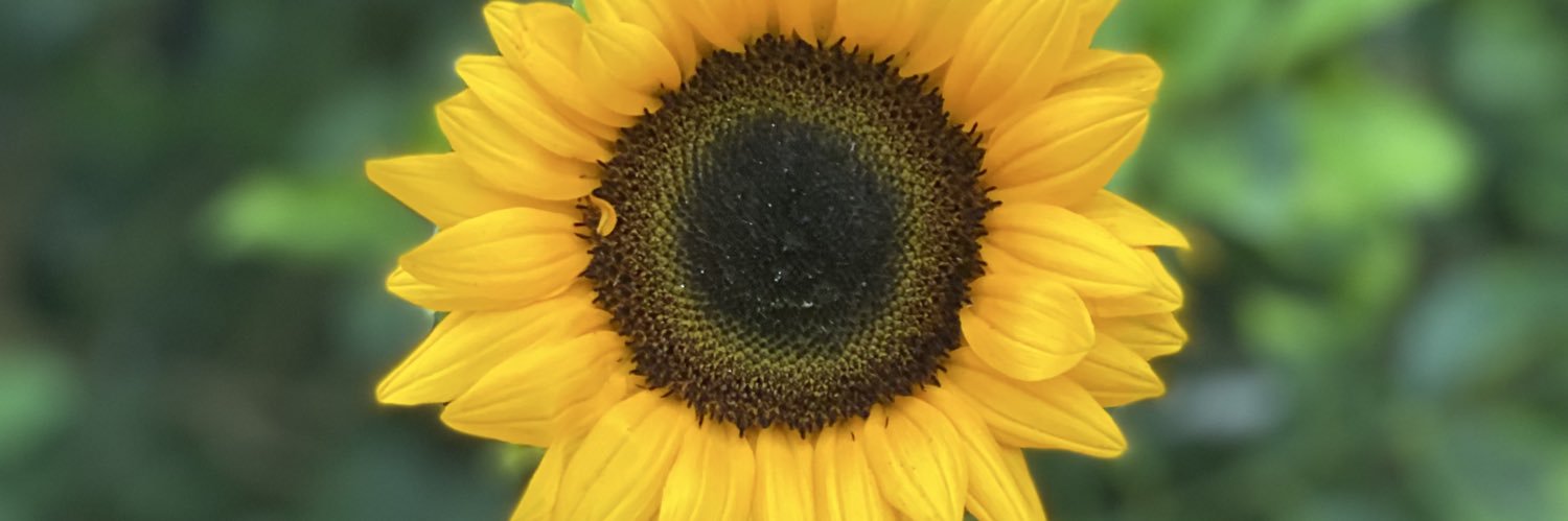 ameliavp09's profile banner image
