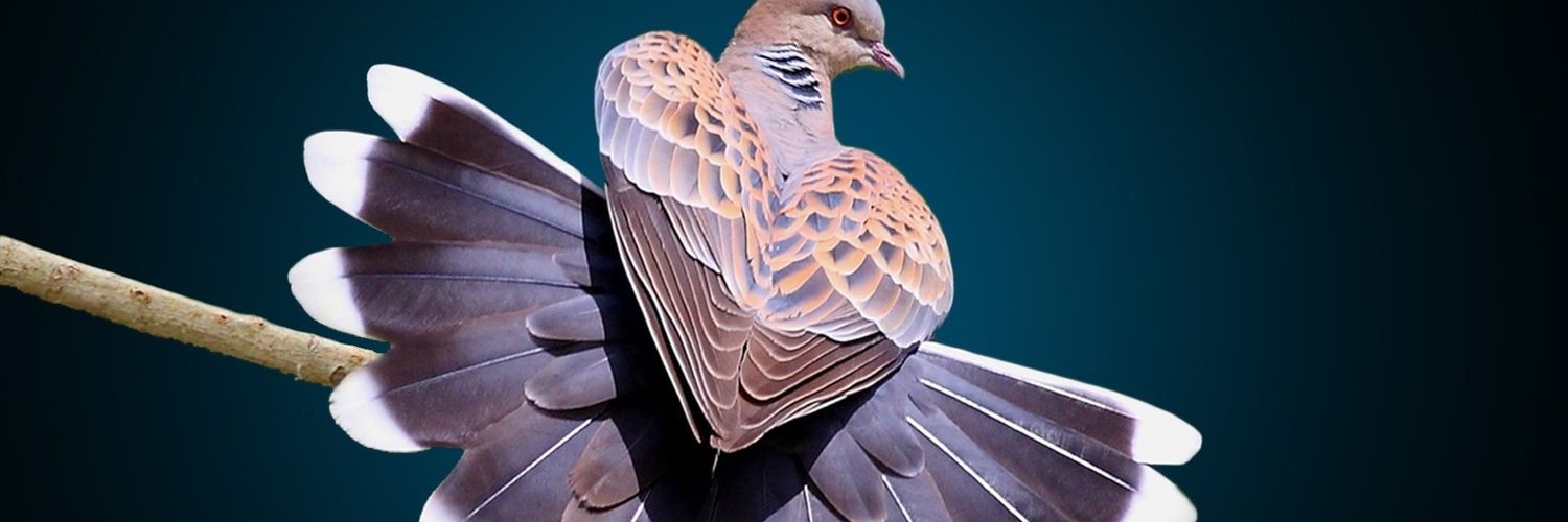 libertyDefndr's profile banner image