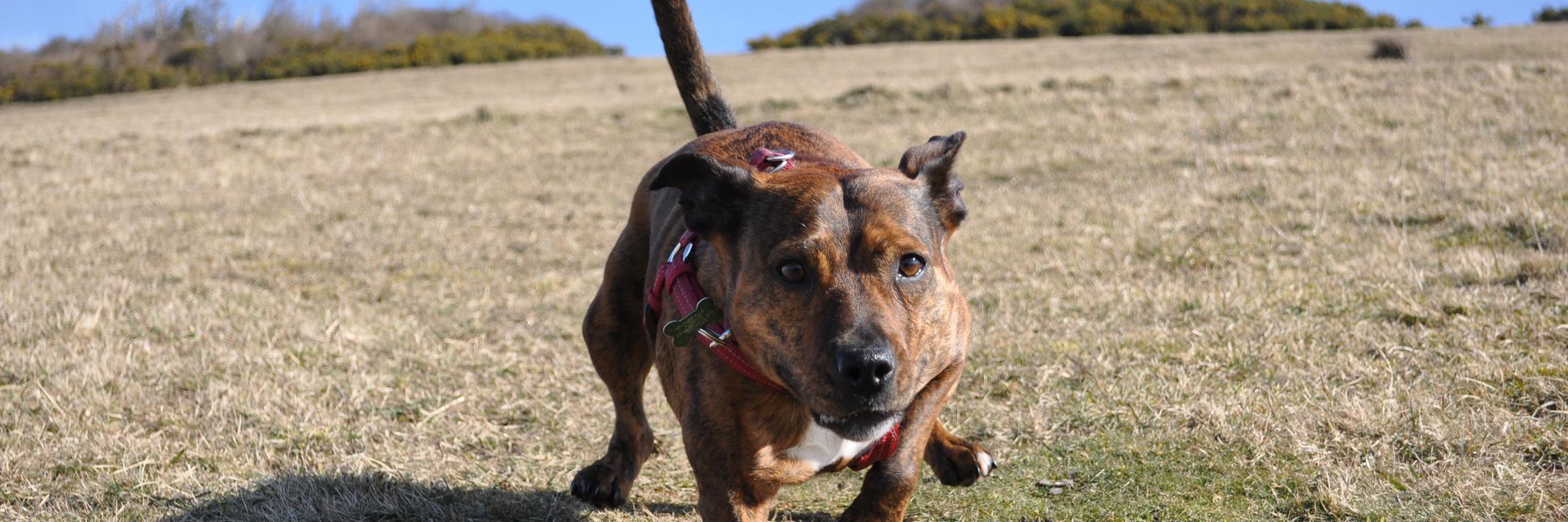 DogBrighton's profile banner image