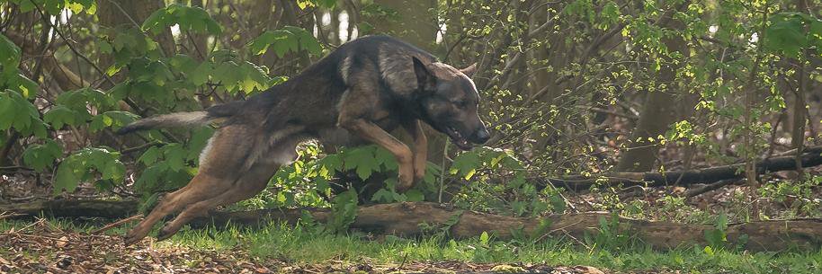 DutchWorkingDog's profile banner image
