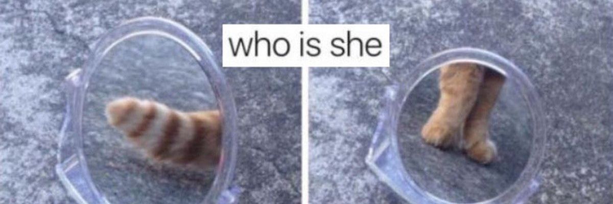 plecitito's profile banner image