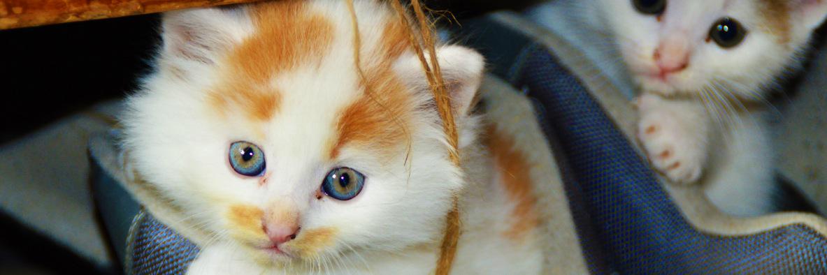 GoldenEaglePets's profile banner image