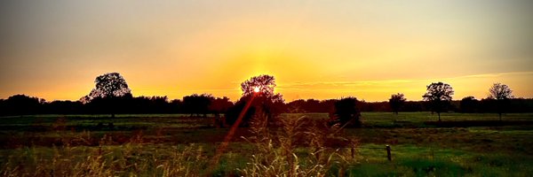 thedamnquails Profile Banner