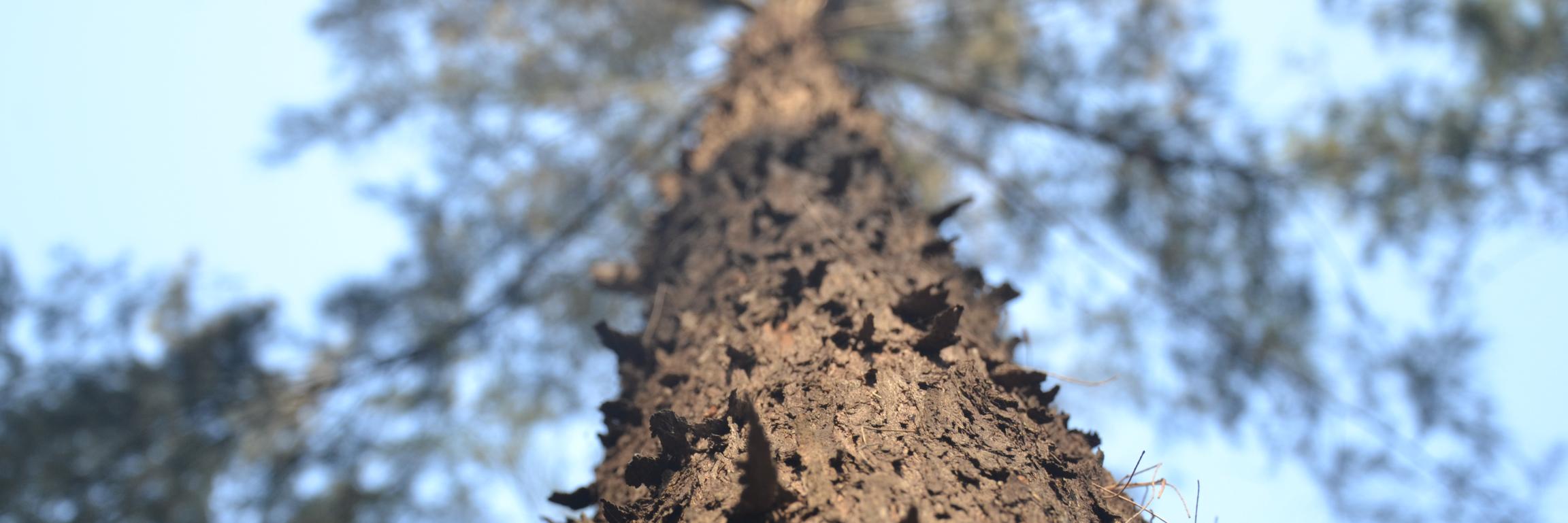 olfeeolemos's profile banner image