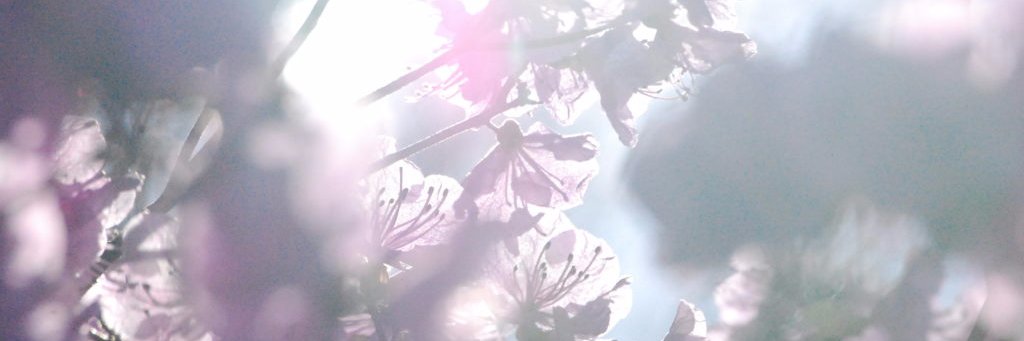 jesslower's profile banner image